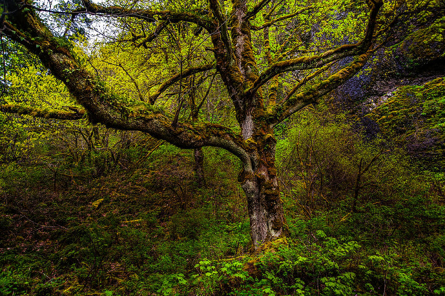 Secluded Tree #1 Photograph by Harry Spitz