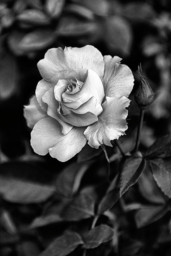 Secret Rose #1 Photograph by Guy Shultz