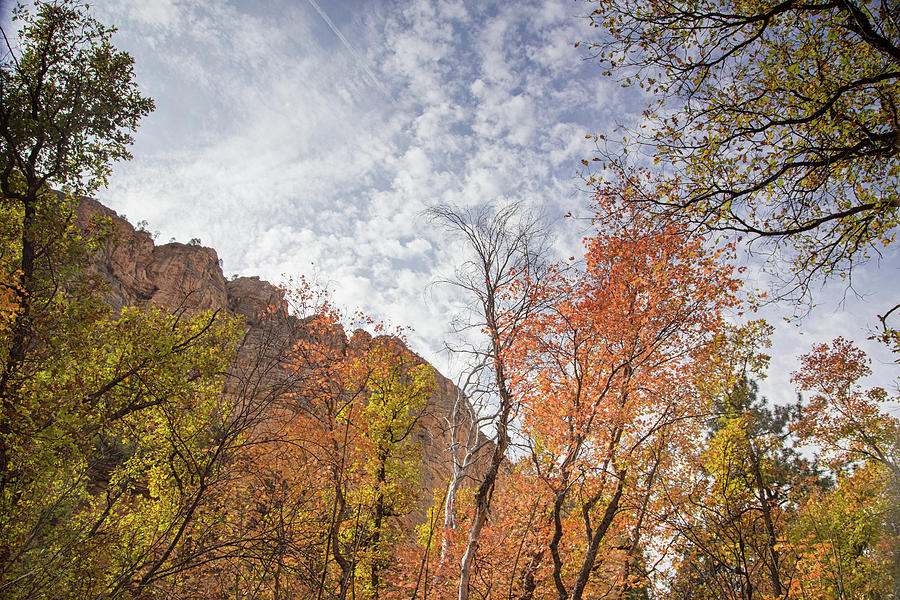 Sedona Hiking Photograph - Sedona fall colors #1 by Kunal Mehra