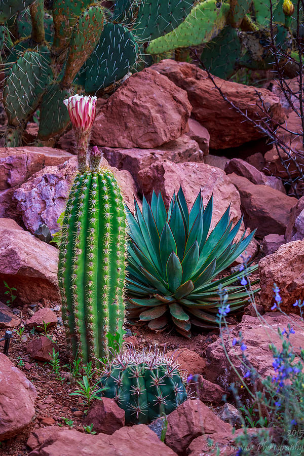 Sedona Flora #1 Photograph by Aaron Burrows