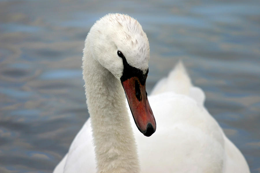 Seductive mute swan portrait #1 Photograph by Pierre Leclerc Photography