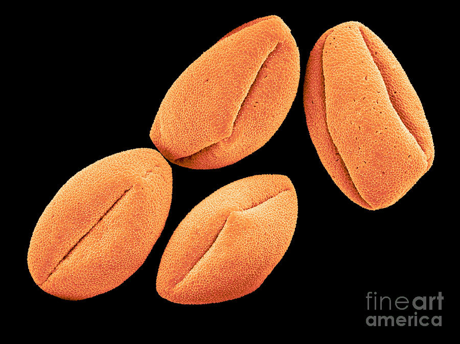 Sem Of Caster Bean Pollen #1 Photograph by Scimat