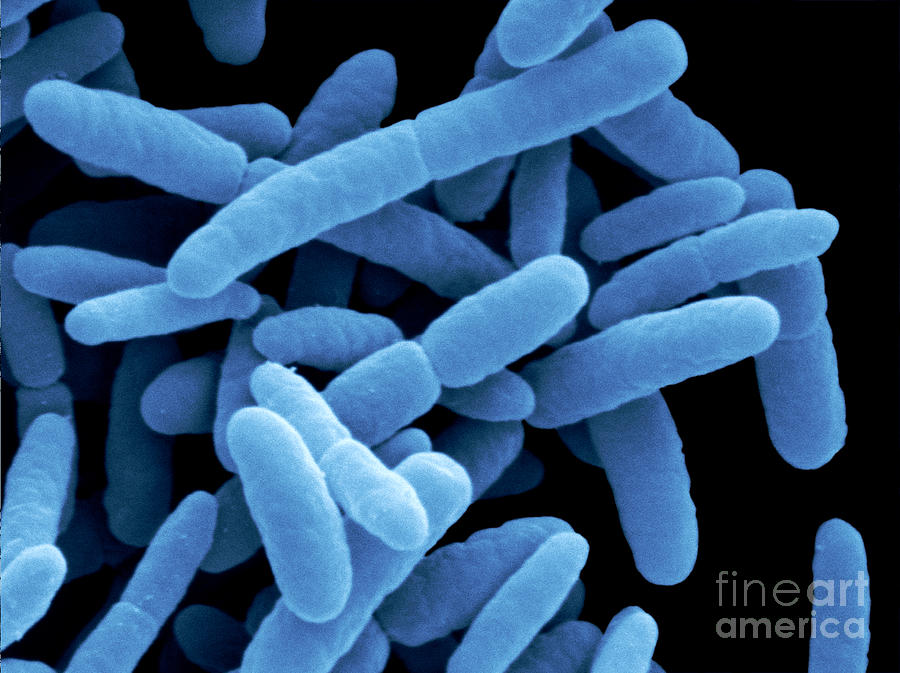 Sem Of E. Coli Bacteria #1 Photograph by Scimat
