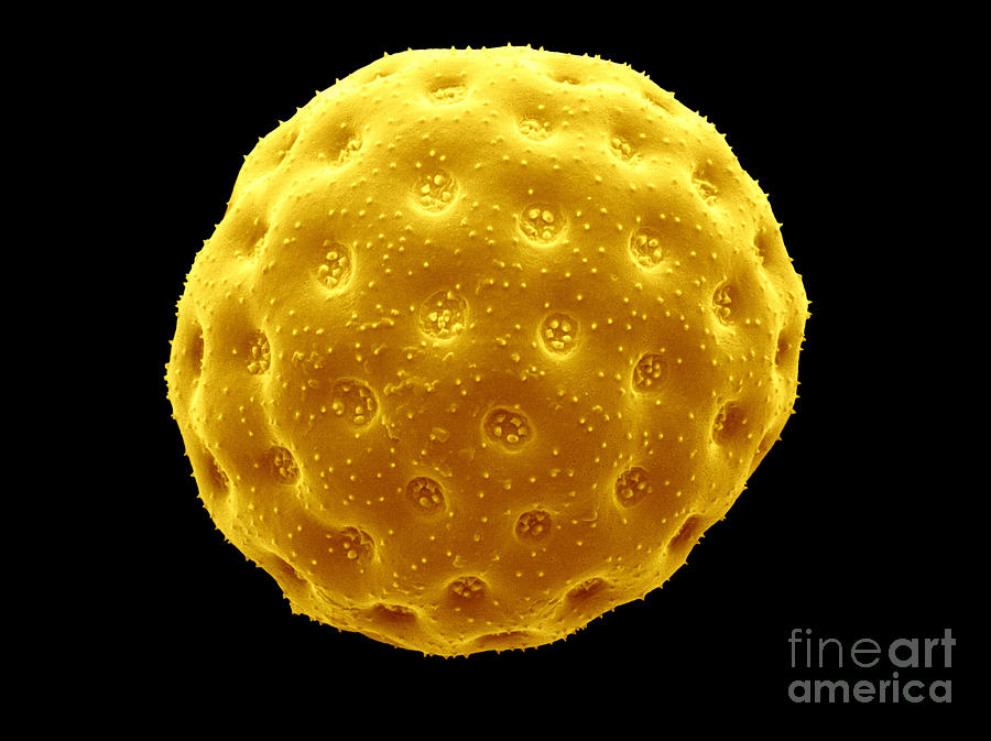 Sem Of Orache Pollen #1 Photograph by Scimat