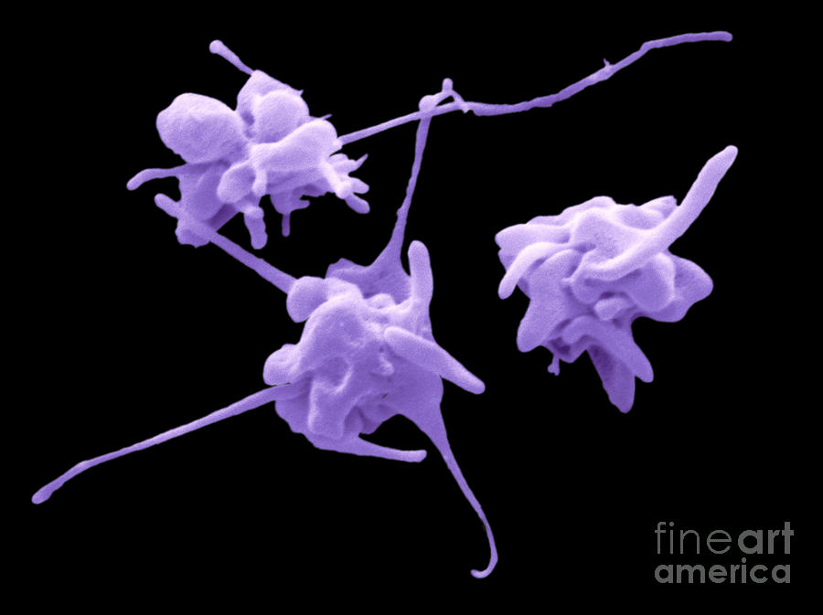 Platelets Photograph - Sem Of Platelets #1 by Scimat