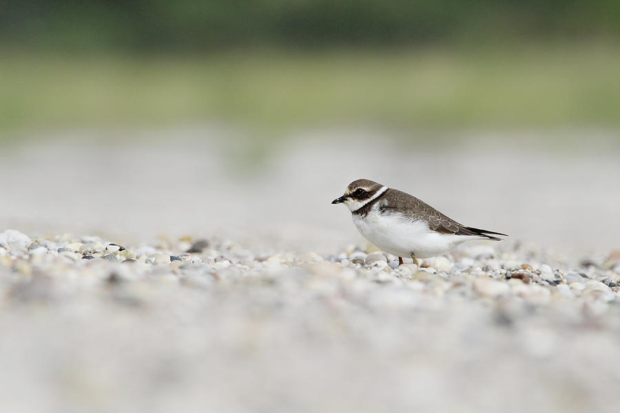 Semipalmated Plover Port Jefferson New York #1 Photograph by Bob Savage