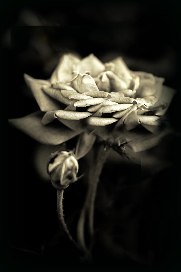 Sepia Rose #1 Photograph by Jessica Jenney