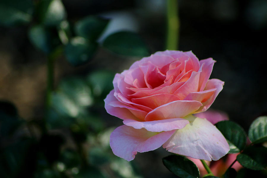 Rose Photograph - September Morning #1 by Living Color Photography Lorraine Lynch
