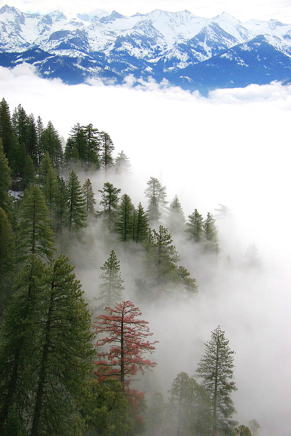 Sequoia Fog #1 Photograph by Michael Just