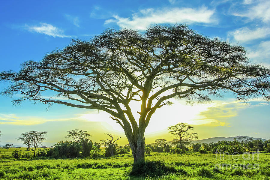 Serengeti Landscape Photograph By Benny Marty Fine Art America   1 Serengeti Landscape Benny Marty 