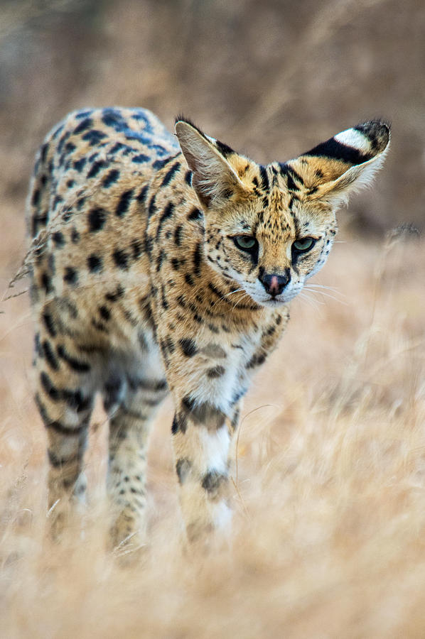 Serval Leptailurus Serval Walking Photograph by Panoramic Images