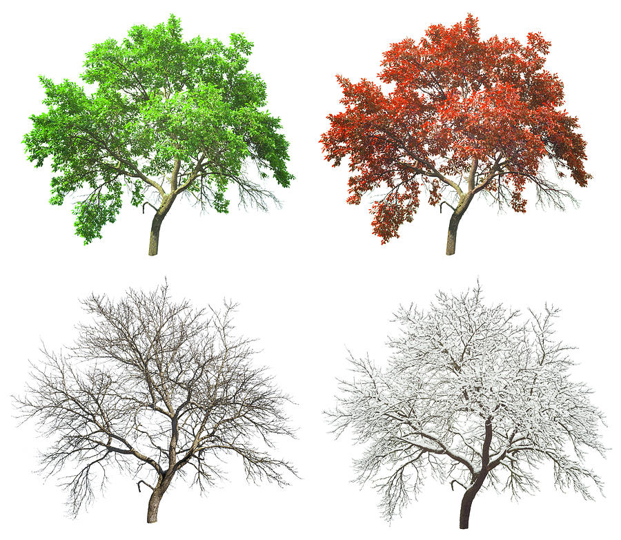 Set Of Seasonal Tree In Summer Autumn And Winter Photograph by Ioan ...