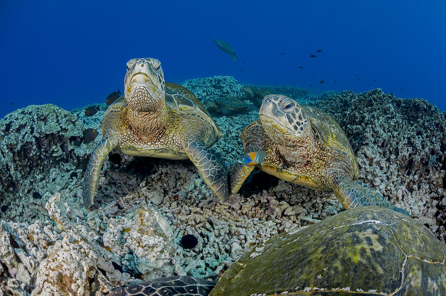 Several Green Sea Turtles  Chelonia #1 Photograph by Dave Fleetham