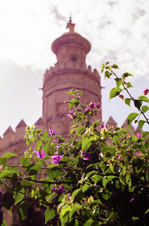 Flower Photograph - Seville - Torre del Oro  #1 by AM FineArtPrints