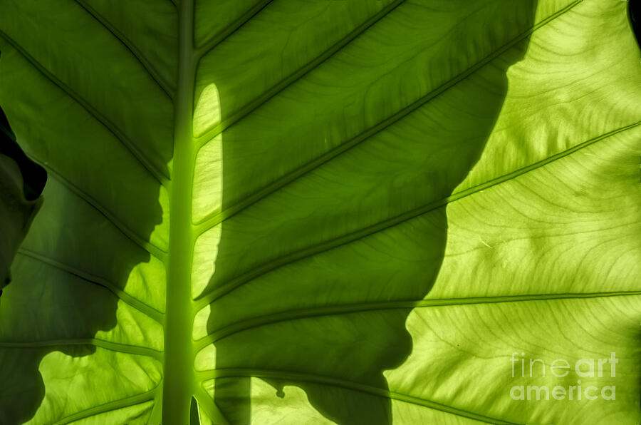 Nature Photograph - Shadow #2 by Michelle Meenawong