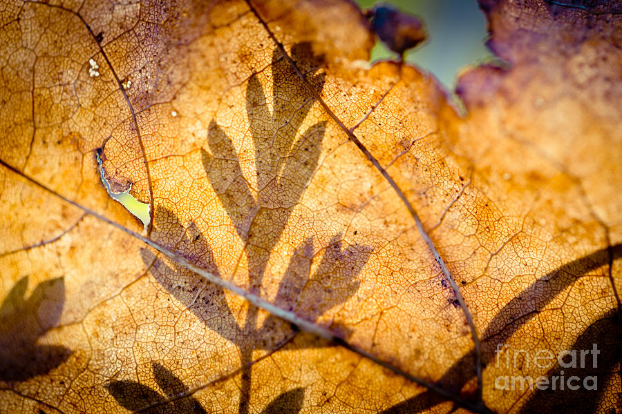 Shadow of autumn Artmif #1 Photograph by Raimond Klavins