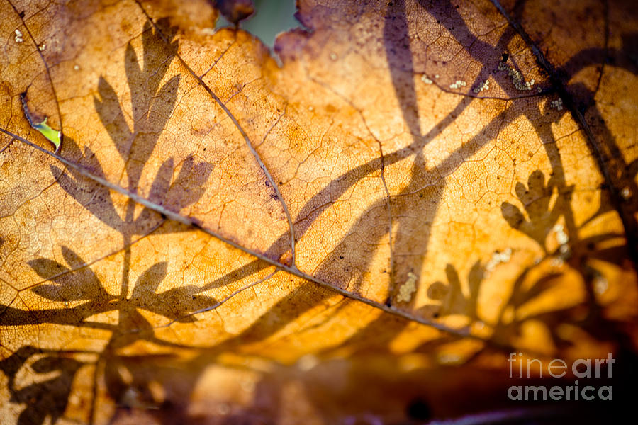 Shadow of autumn Artmif.lv #1 Photograph by Raimond Klavins