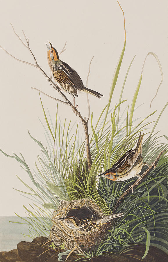 Sharp Tailed Finch Painting by John James Audubon