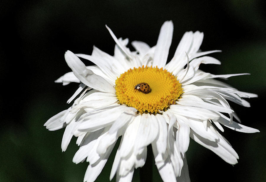 Shasta Daisy with Ladybug in Watercolor II #1 Photograph by Suzanne Gaff