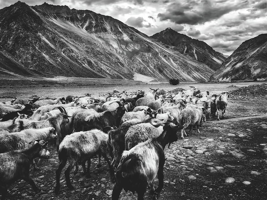 Sheep Herd In Mountain Pass - India #1 Photograph by Mountain Dreams