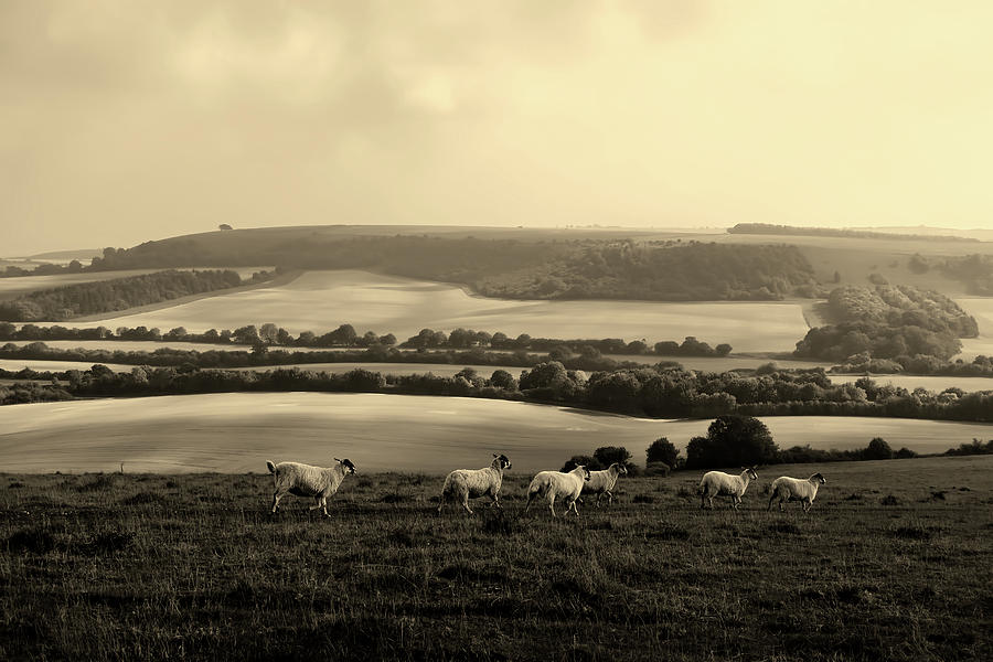 Sheep in the Meadow - Hampshire, England #1 Photograph by Mountain Dreams