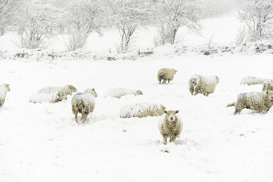 Sheep in the Snow - 3 Photograph by Chris Smith