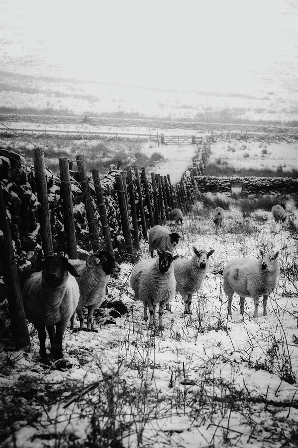 Sheep In Winter Meadow #1 Photograph by Mountain Dreams