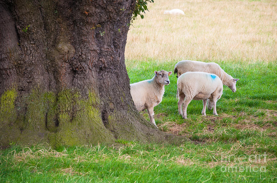 Sheep #1 Photograph by Mariusz Talarek