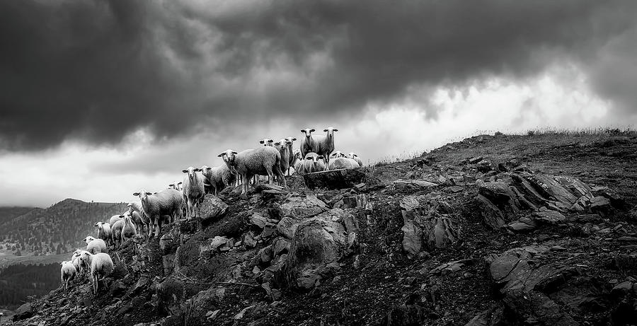 Sheep On A Mountain Ledge - Greece #1 Photograph by Mountain Dreams