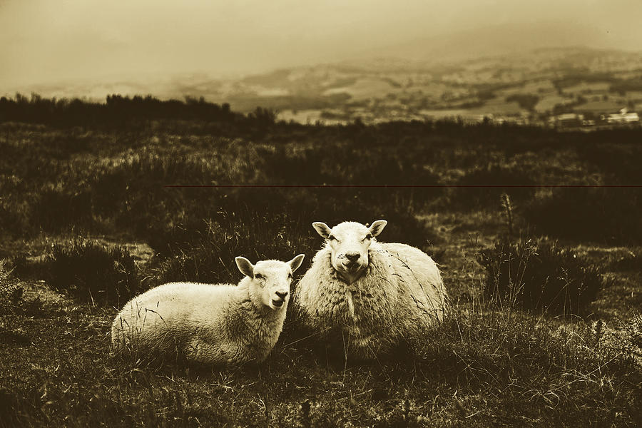 Sheep Resting In Wales #1 Photograph by Mountain Dreams