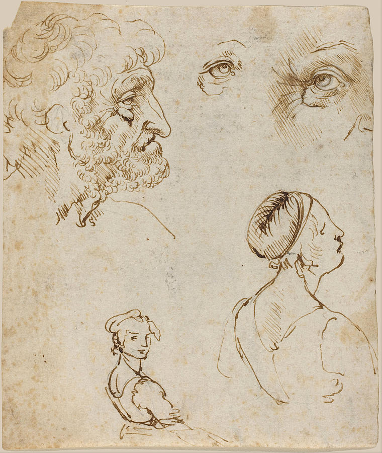 Sheet of Studies #2 Drawing by Leonardo Da Vinci