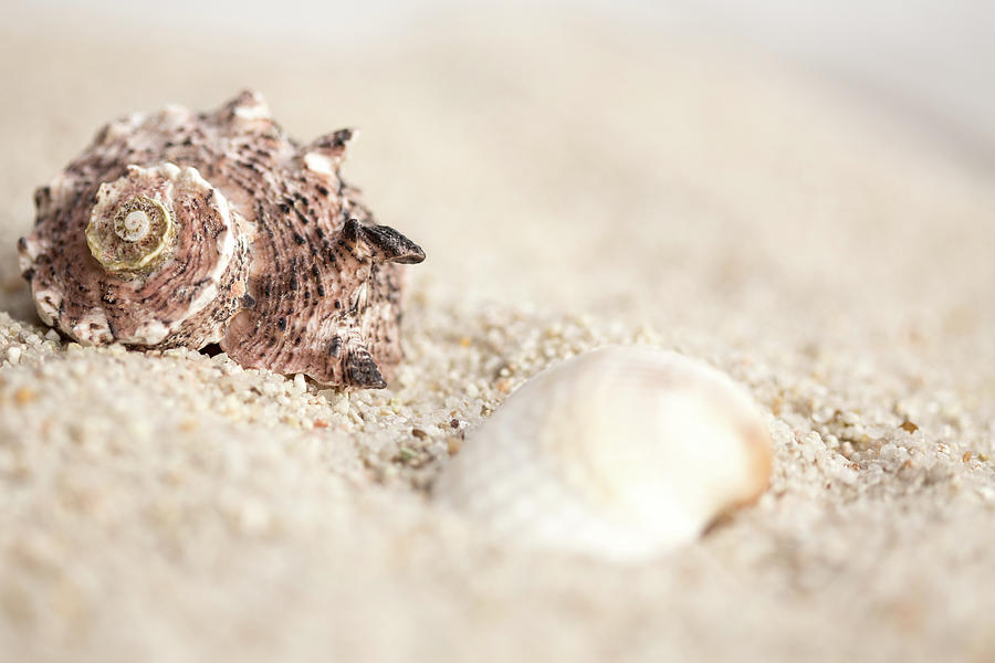 Shells And Sand Photograph
