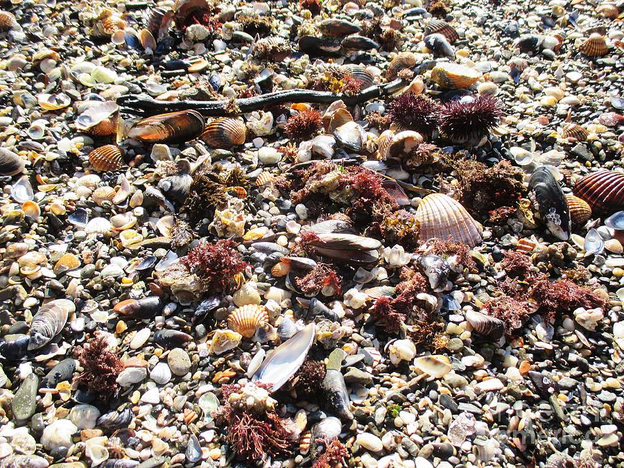 Shells on the beach in Benalmadena #2 Photograph by Chani Demuijlder