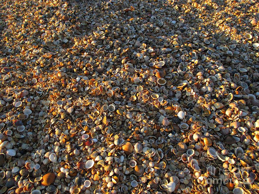 Shells on the beach in Punta Umbria #1 Photograph by Chani Demuijlder