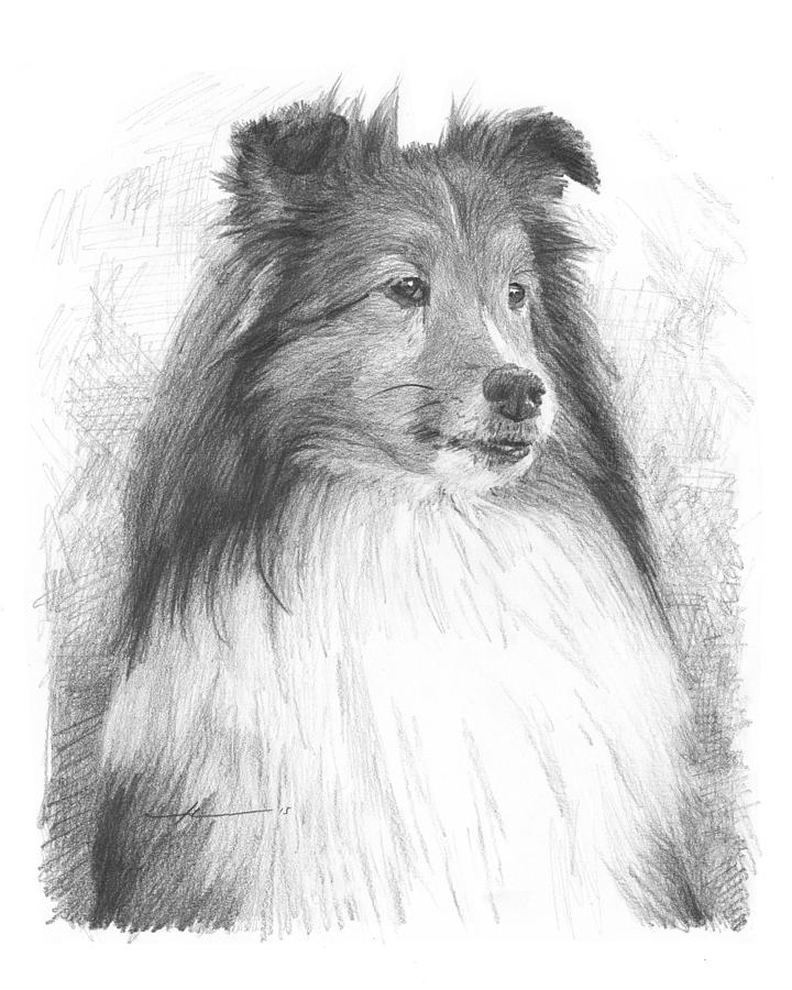 Sheltie Pencil Portrait Drawing by Mike Theuer