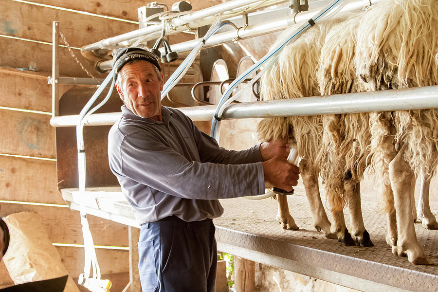 Shepherd with Sheep #1 Photograph by Kathleen McGinley