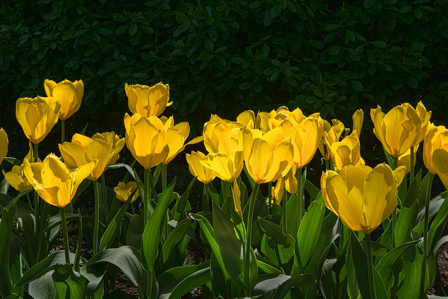 Sherwood Garden Tulips - Baltimore #1 Photograph by Dana Sohr