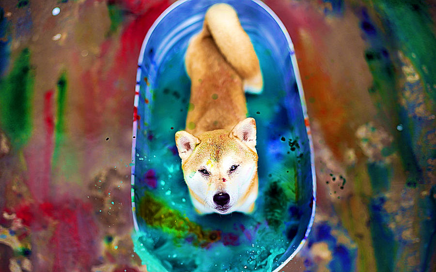 Shiba Inu Digital Art by Lora Battle - Fine Art America