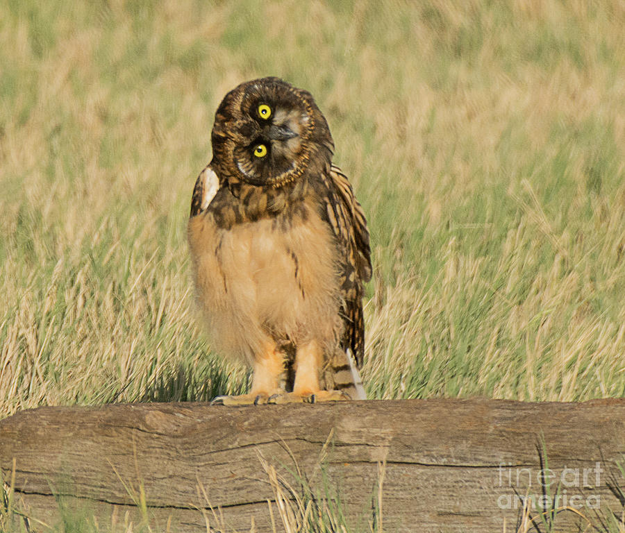 Short Eared Owl Chick #1 Photograph by Dennis Hammer