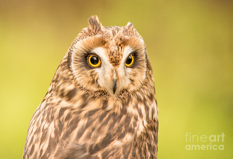 Short Eared Owl #1 Photograph by Keith Thorburn LRPS EFIAP CPAGB