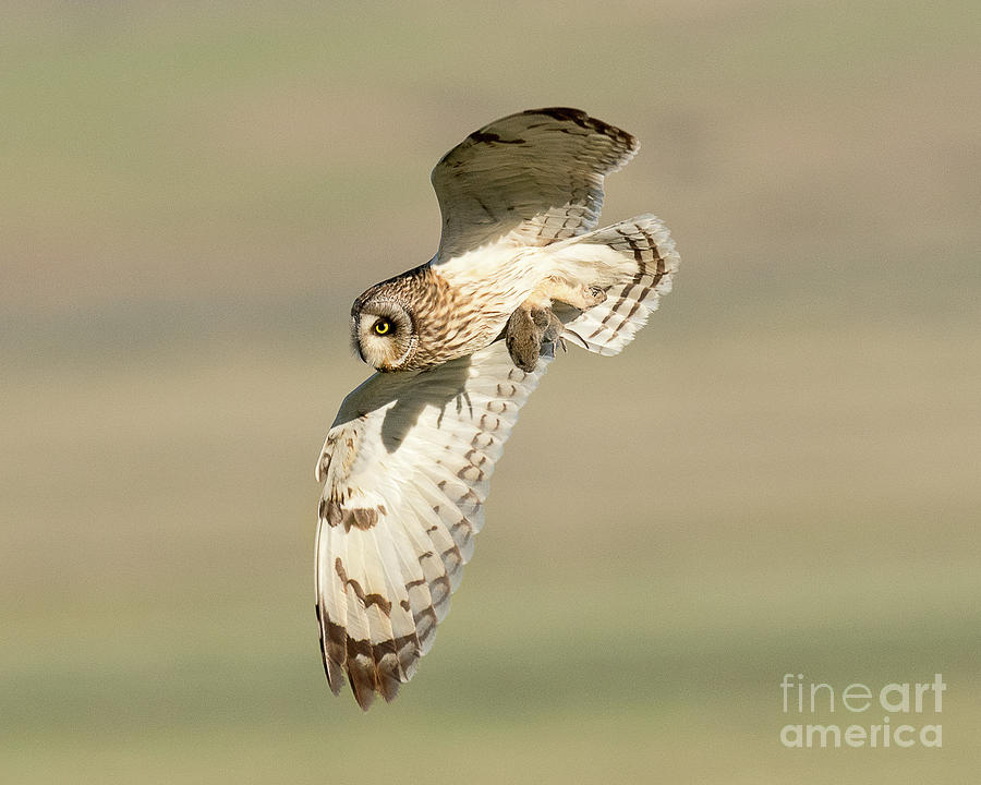 Short Eared Owl with Prey #1 Photograph by Dennis Hammer