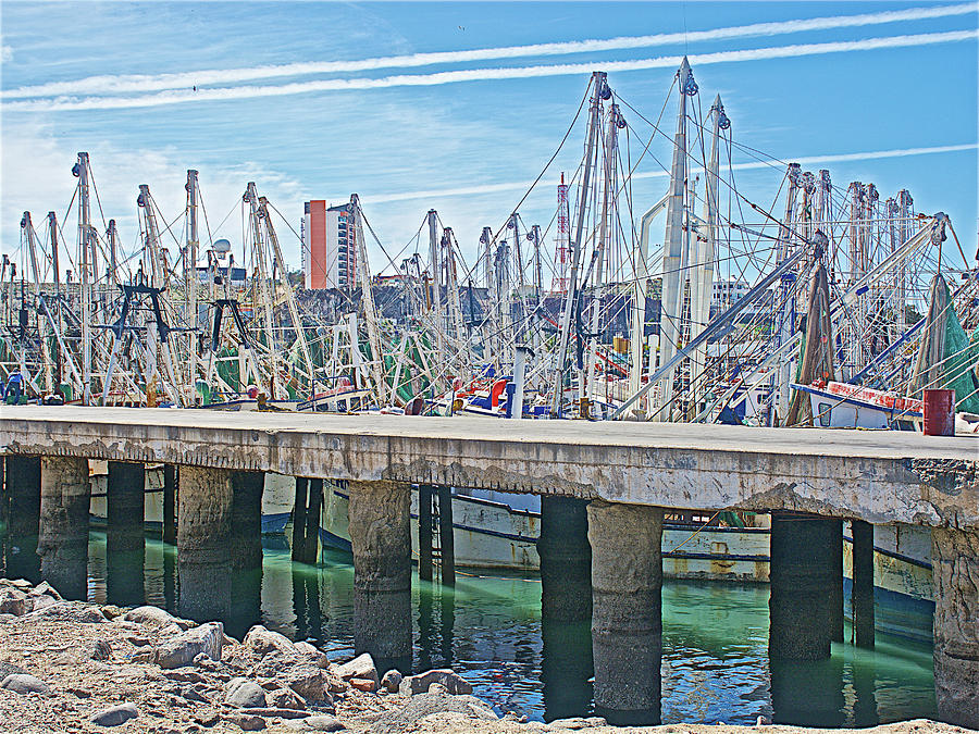 Shrimp Boats in Marina in Puerto Penasco in Sonora-Mexico #1 Photograph by Ruth Hager