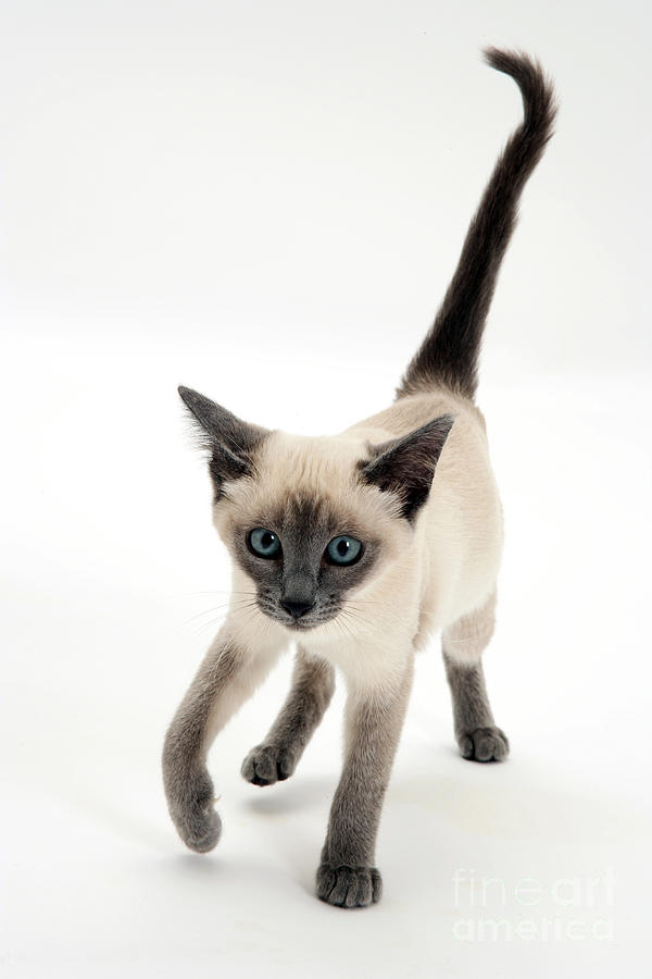Siamese Kitten #1 Photograph by Jane Burton