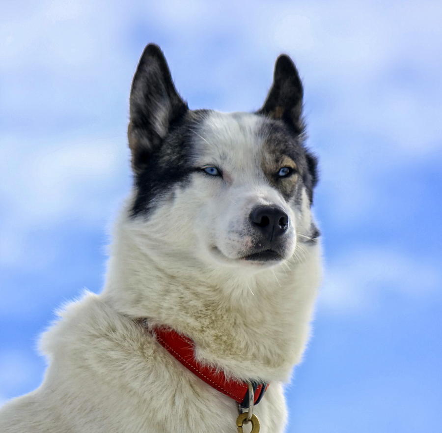Siberian husky dog portrait #3 Photograph by Elenarts - Elena Duvernay photo