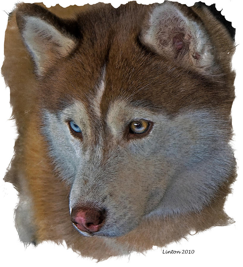 Husky Ceramic Art - Siberian Husky #1 by Larry Linton