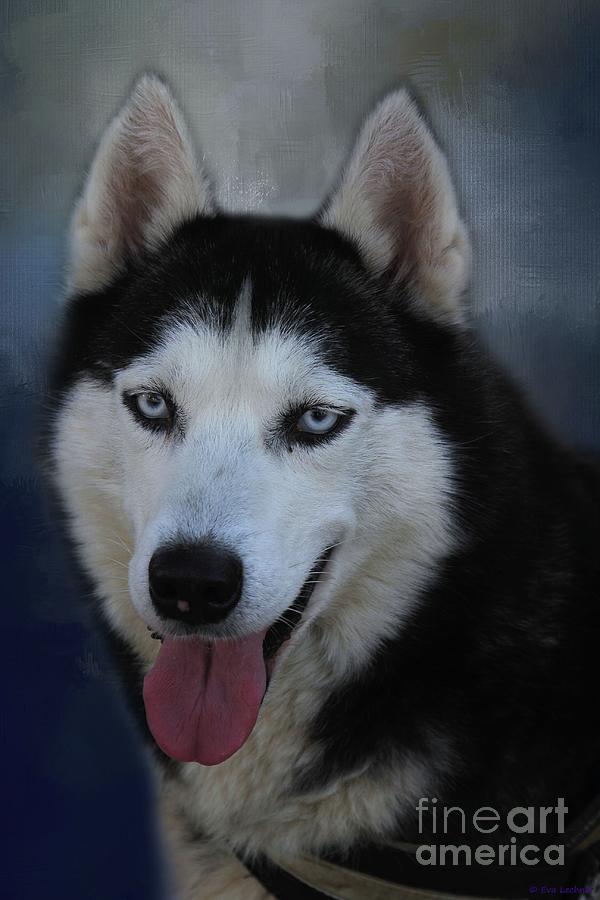 Siberian Husky Portrait #1 Photograph by Eva Lechner