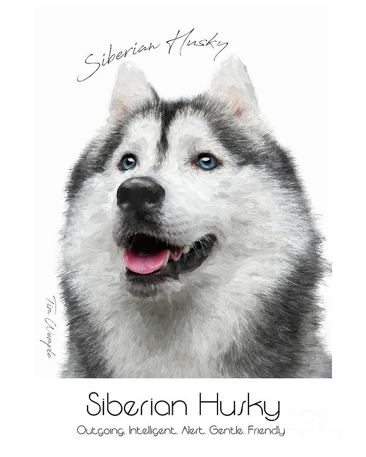 Husky Digital Art - Siberian Husky Poster #1 by Tim Wemple