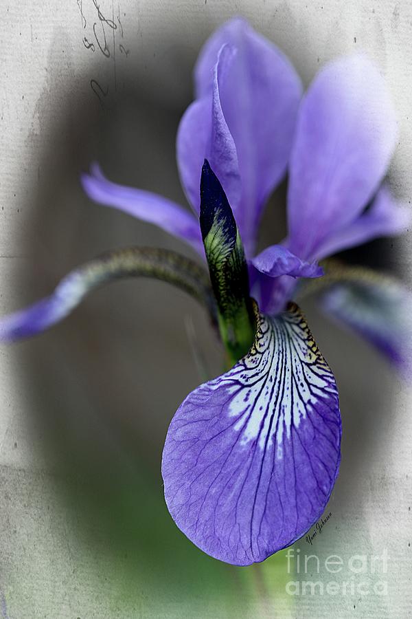 Siberian Iris #1 Photograph by Yumi Johnson