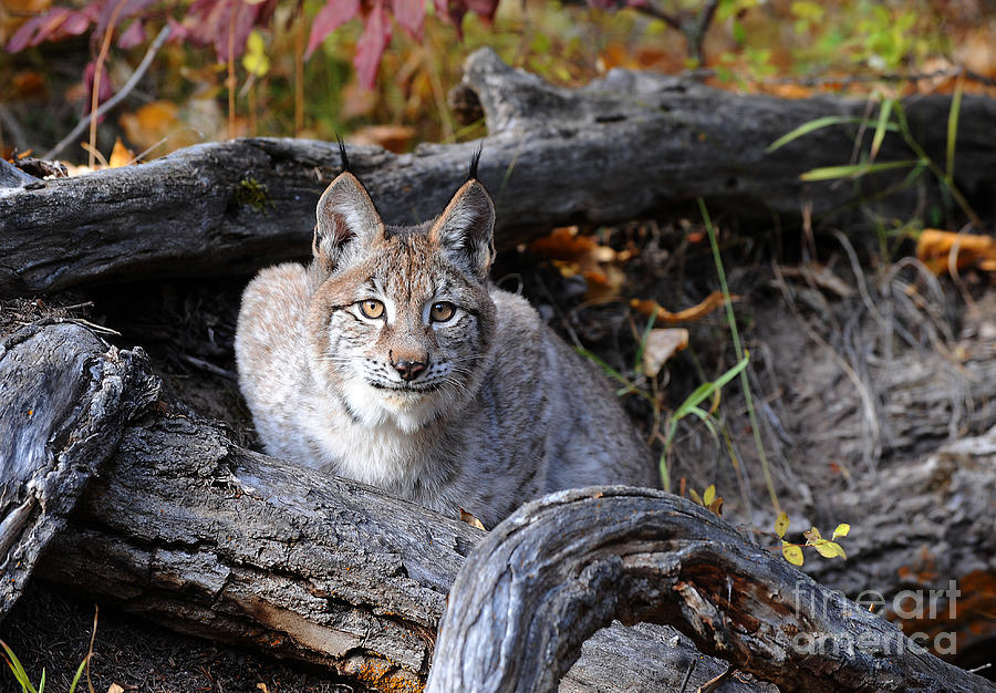 Siberian Lynx #1 Photograph by Dennis Hammer