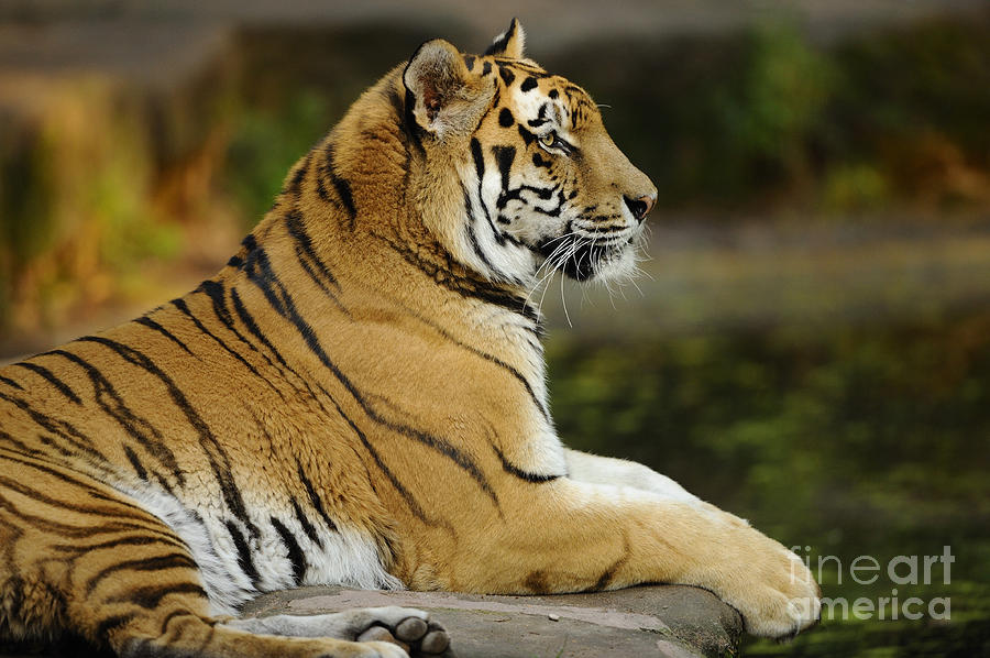 Siberian Tiger #1 Photograph by David & Micha Sheldon